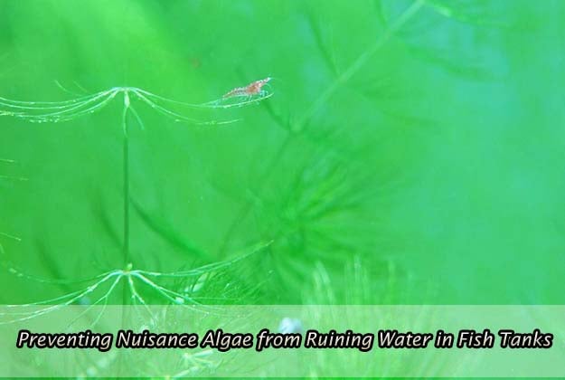 Preventing Nuisance Algae from Ruining Water in Fish Tanks