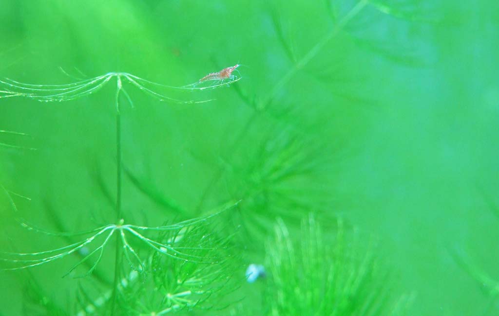 nuisance algae