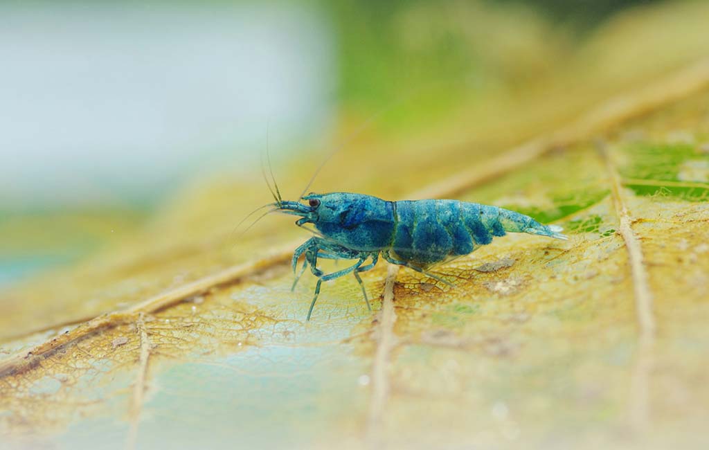 get rid of nuisance algae