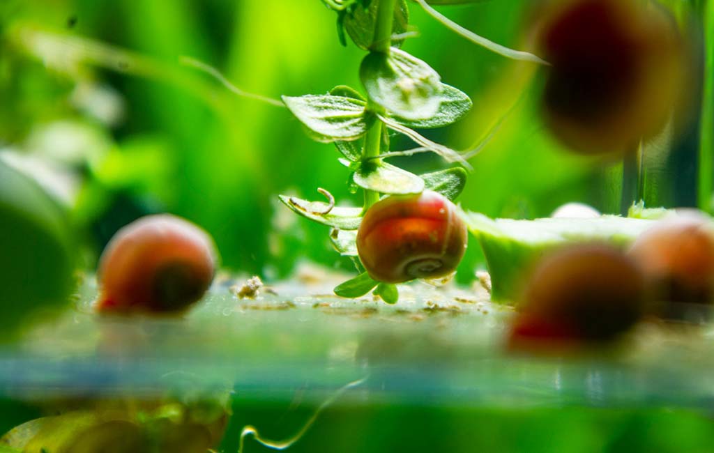 prevent the nuisance algae in fish tanks