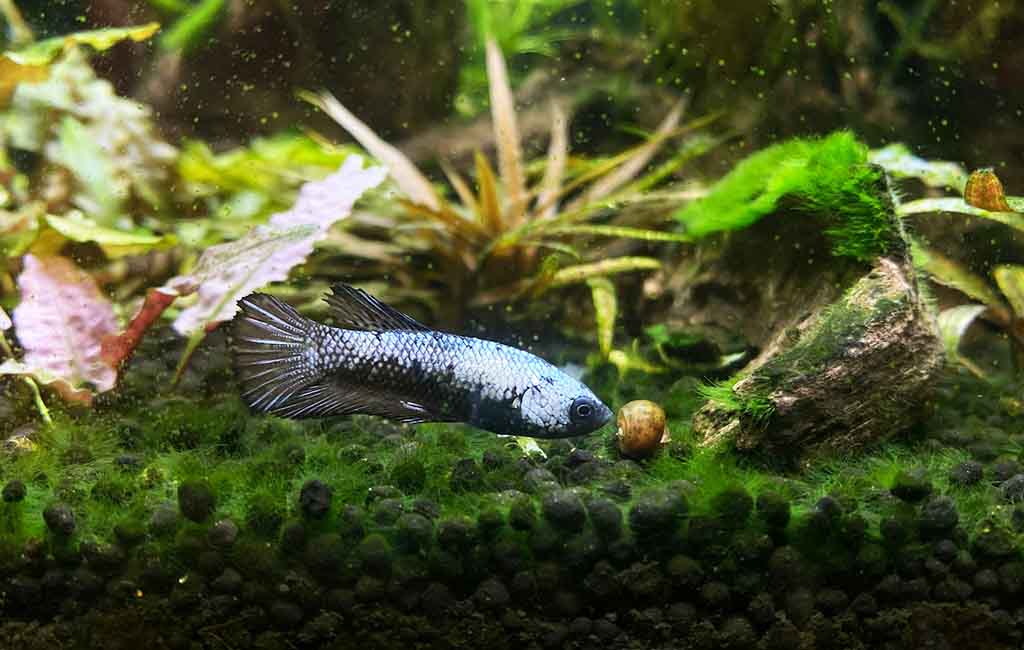 Control and Prevent the Nuisance Algae