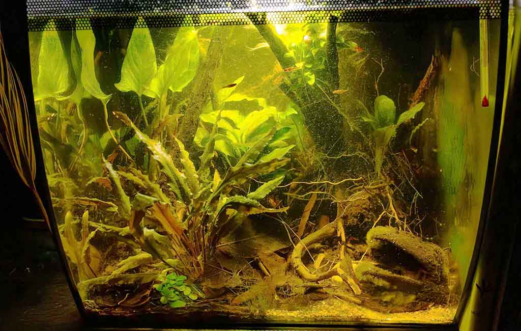 What is nuisance algae