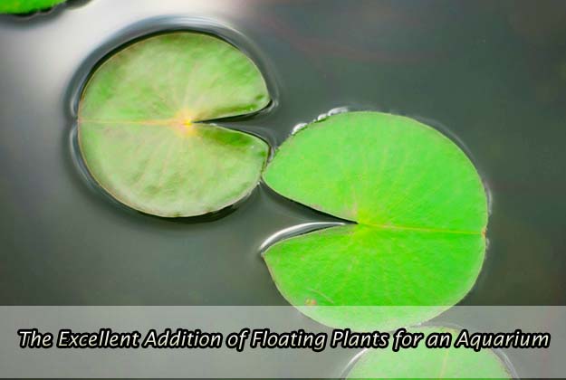 The Excellent Addition of Floating Plants for an Aquarium