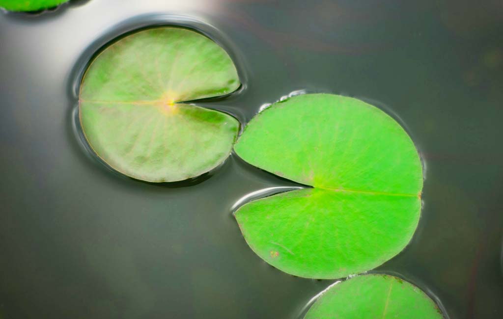 floating plants