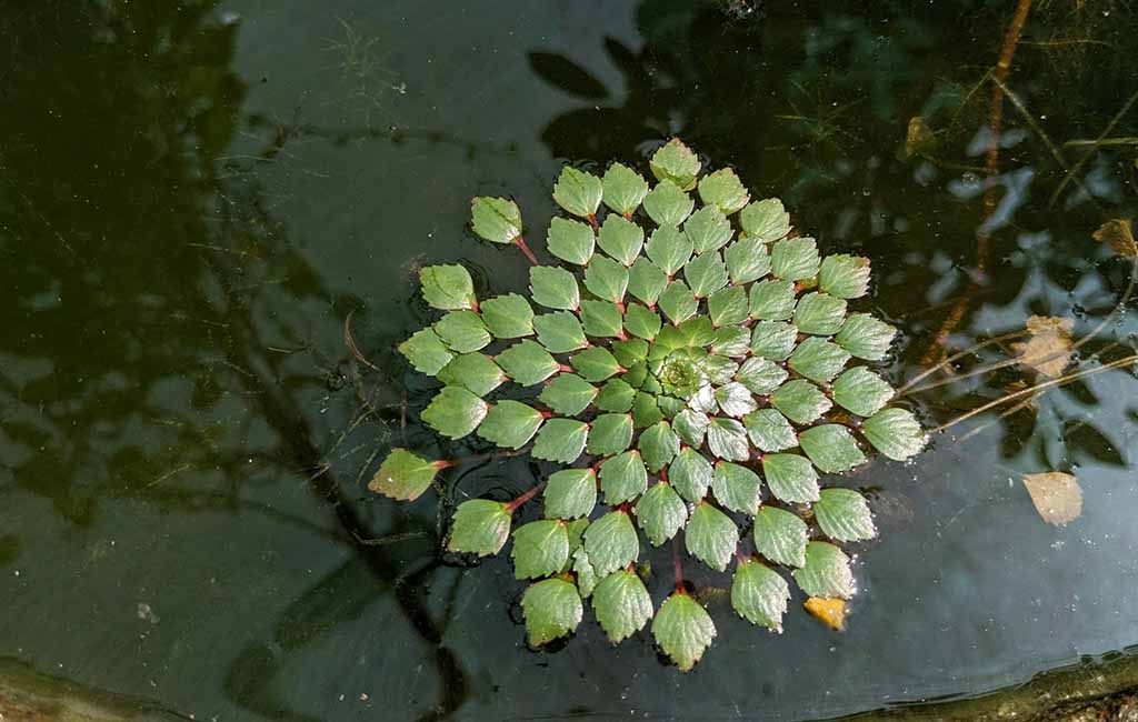 What Lighting Do Floating Plants Need
