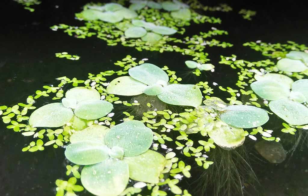 floating plants for aquarium