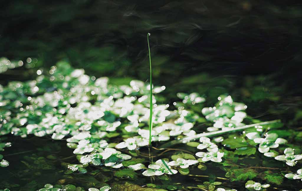 Floating Plants Reproduce