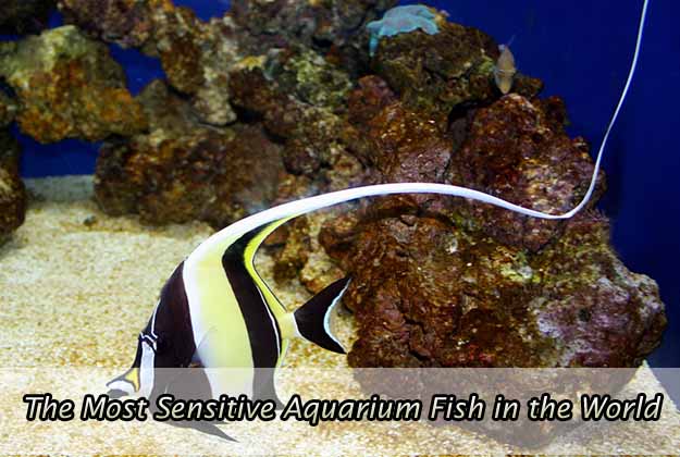 The Most Sensitive Aquarium Fish in the World