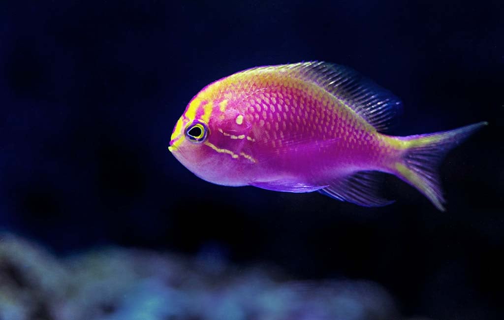 aquarium sensitive species