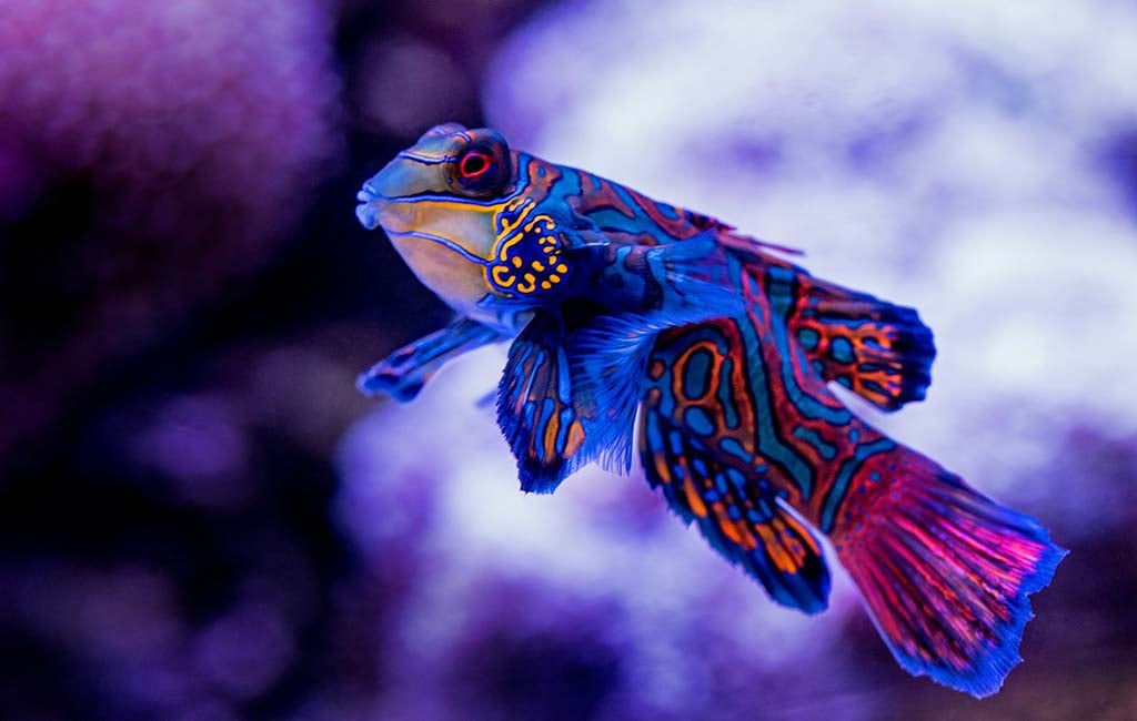 why are fish sensitive