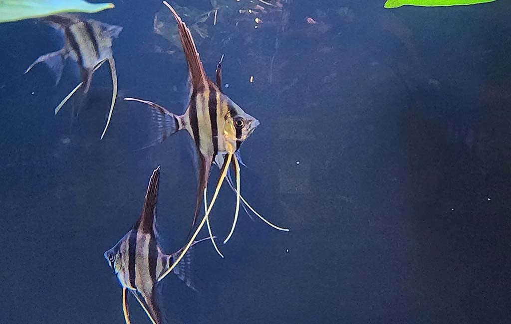fish sensitivity symptoms