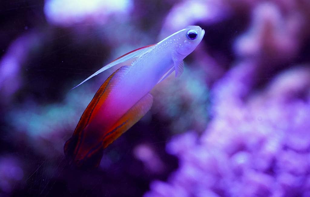 Sensitive Fish in the Ocean