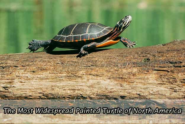 The Most Widespread Painted Turtle of North America