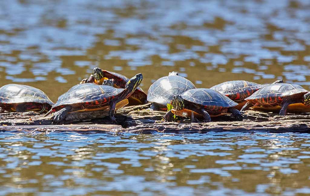 what do painted turtles eat