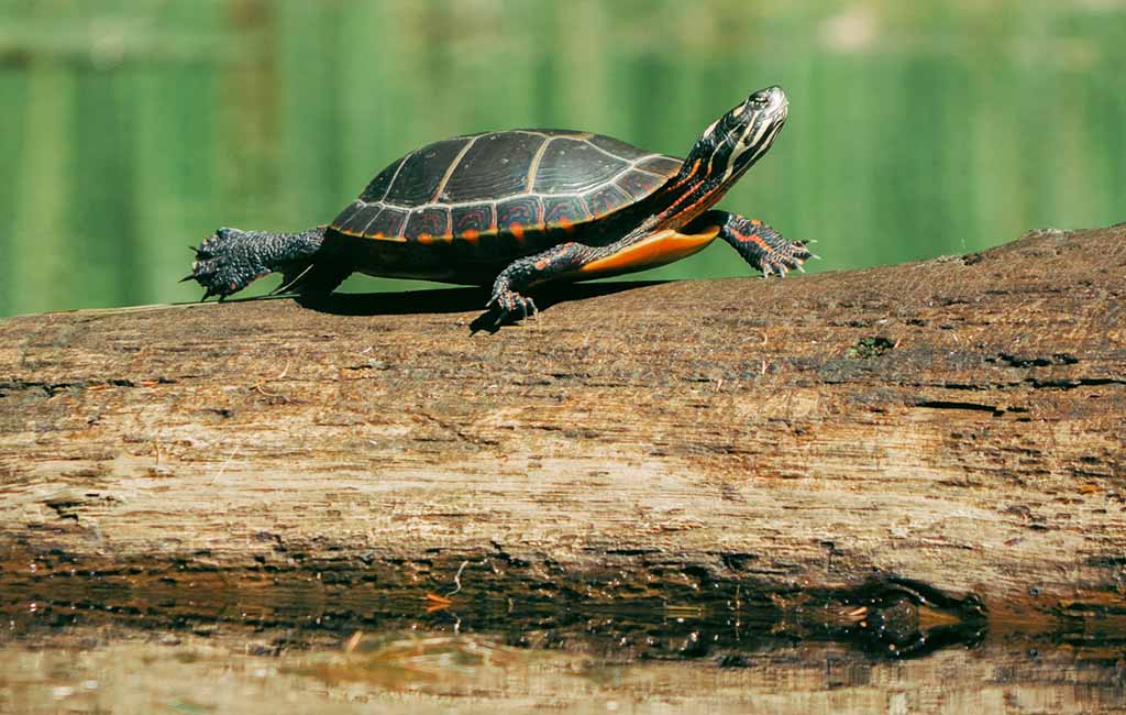 painted turtle