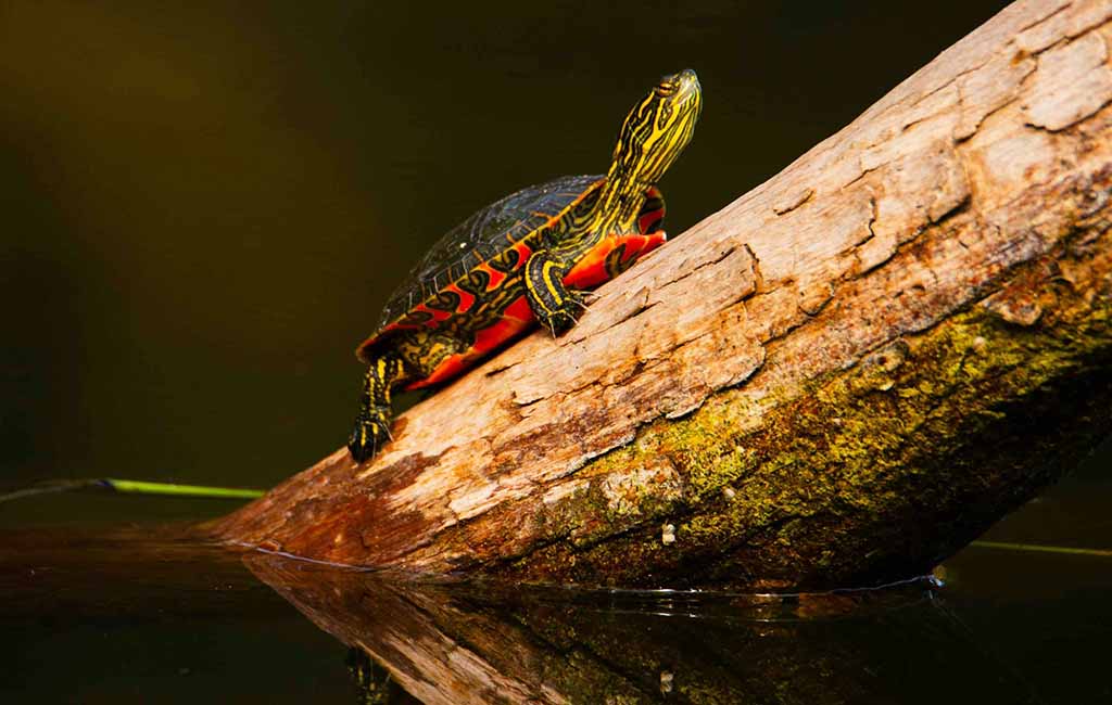 painted turtle enclosure