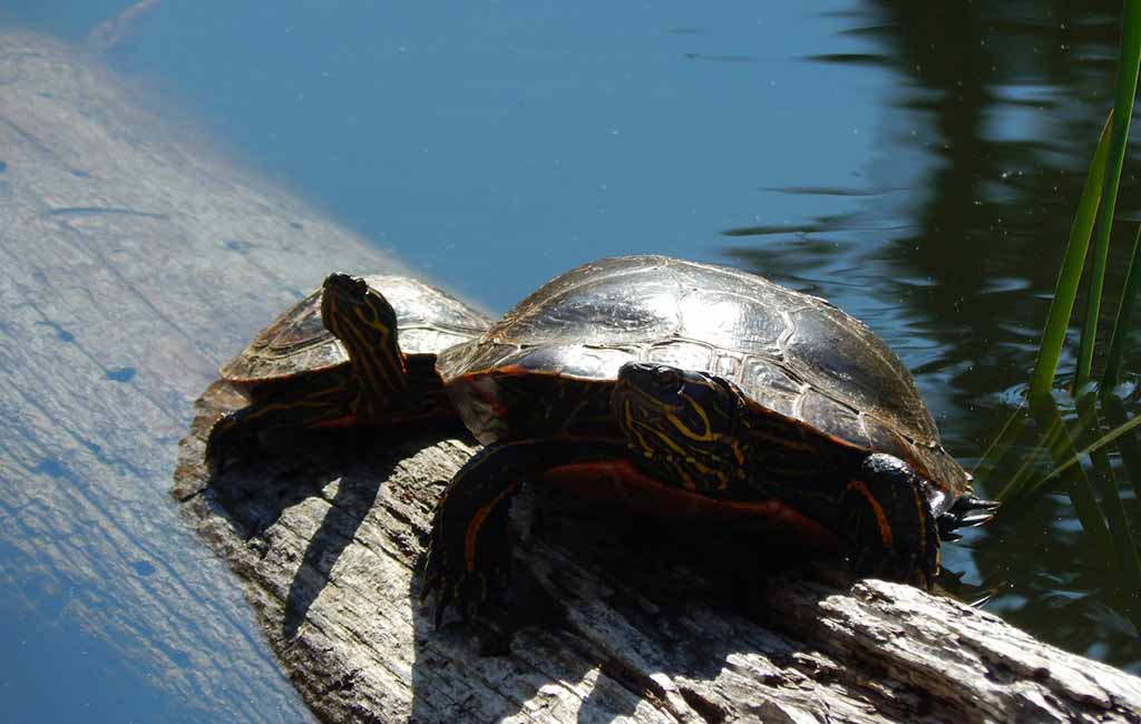Do Painted Turtles Like to Be Held