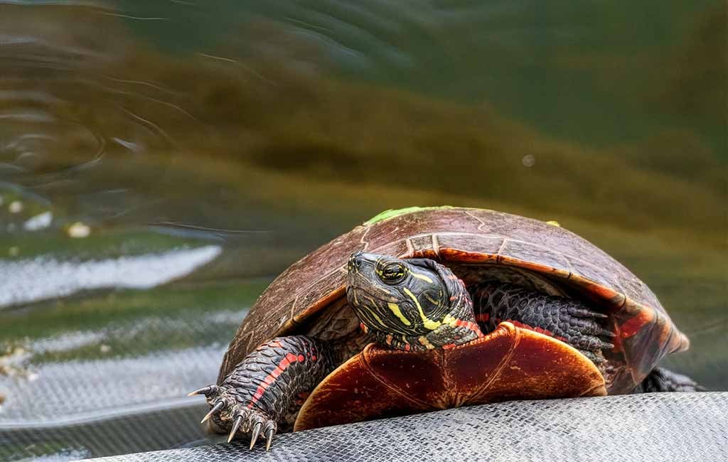 How Long Do Painted Turtles Live