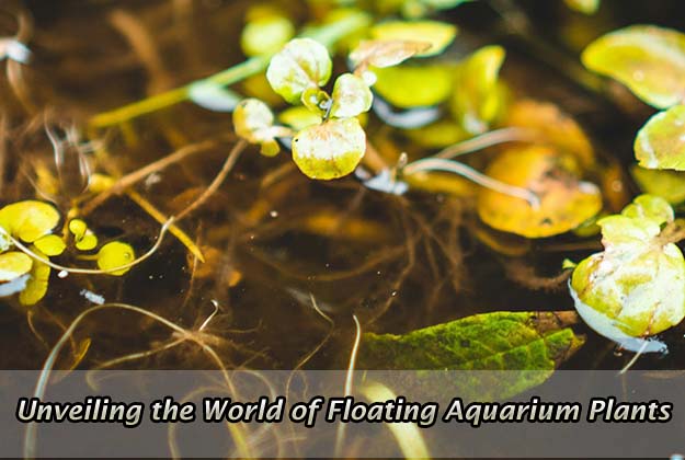 Unveiling the World of Floating Aquarium Plants