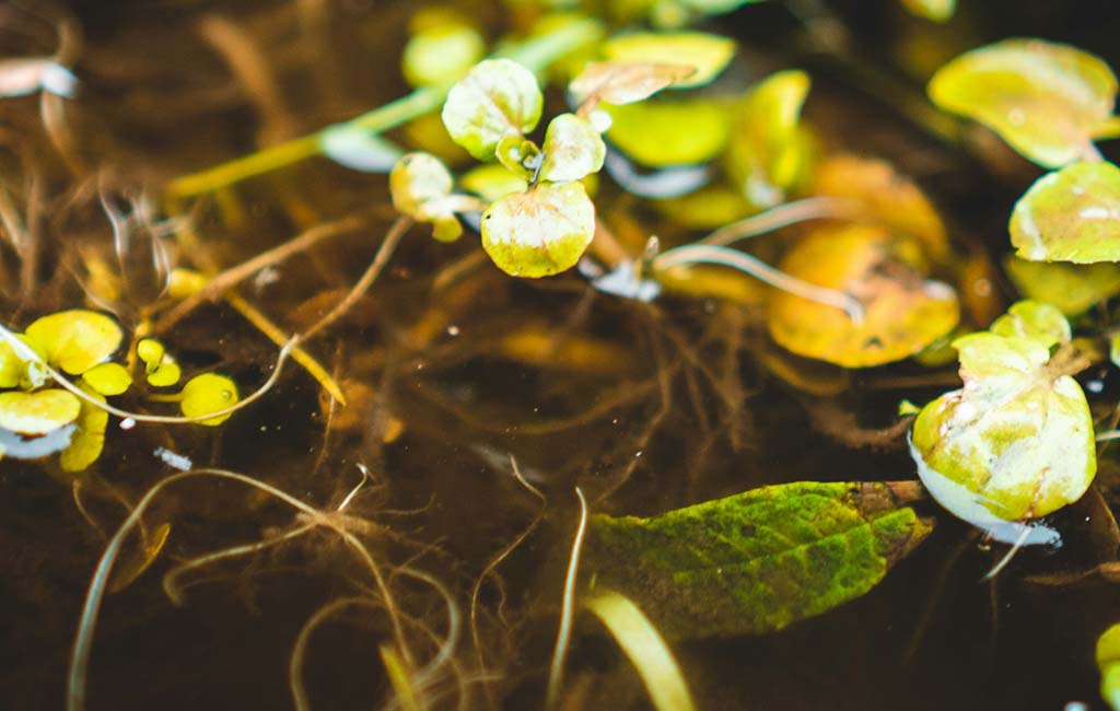rare floating aquarium plants