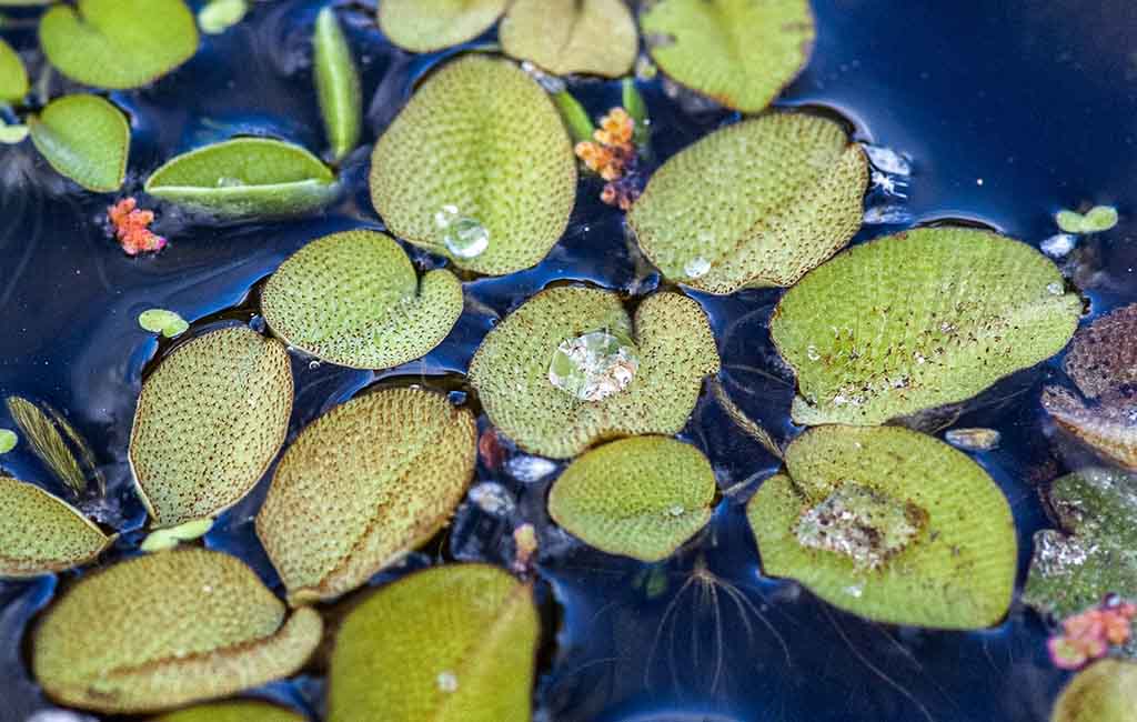 floating aquarium plants grow tips