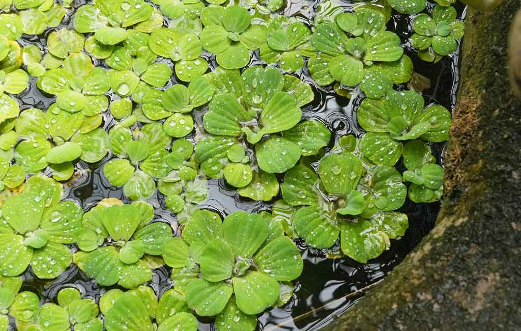 Floating plants
