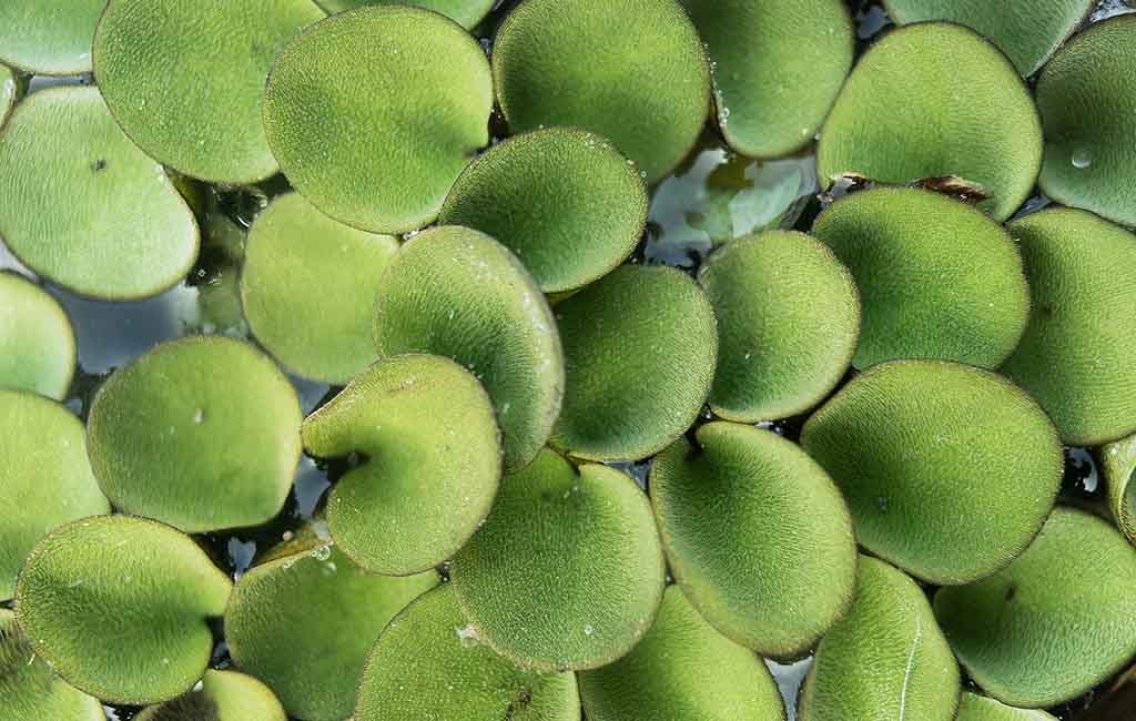 Floating Aquarium Plants with Long Roots
