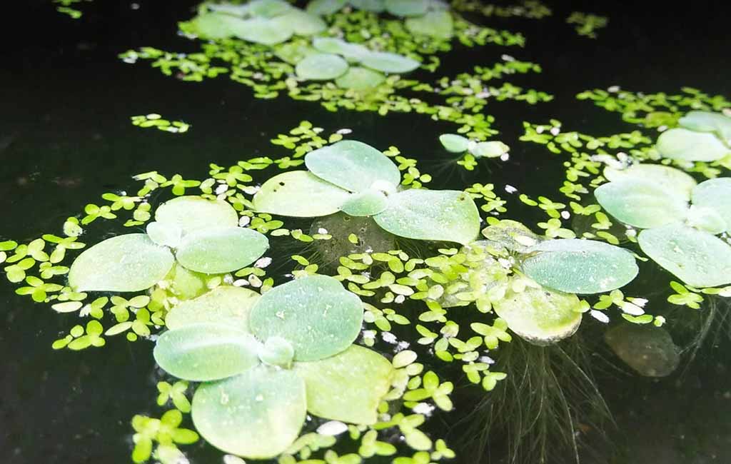 best floating aquarium plants
