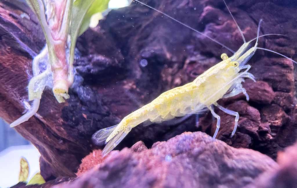 neocaridina shrimp