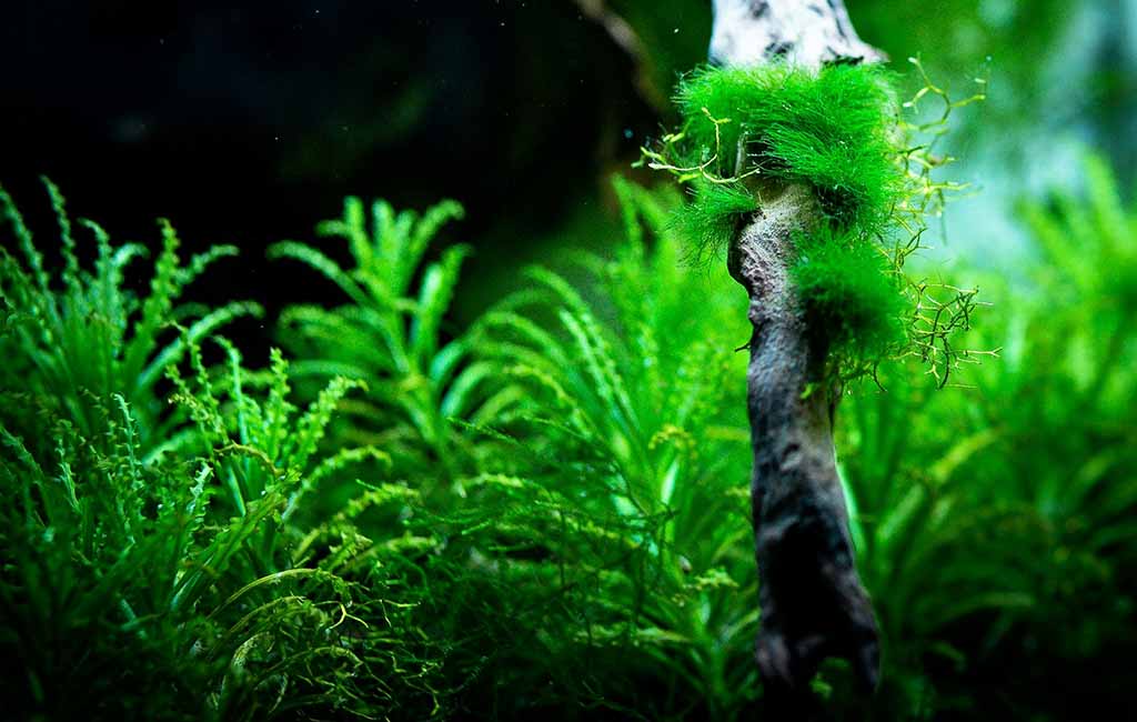 Diet of Yellow Golden Back Shrimp