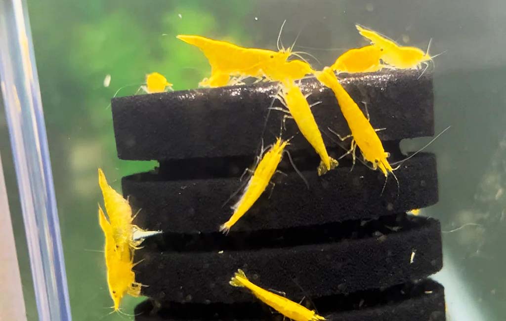 golden shrimp