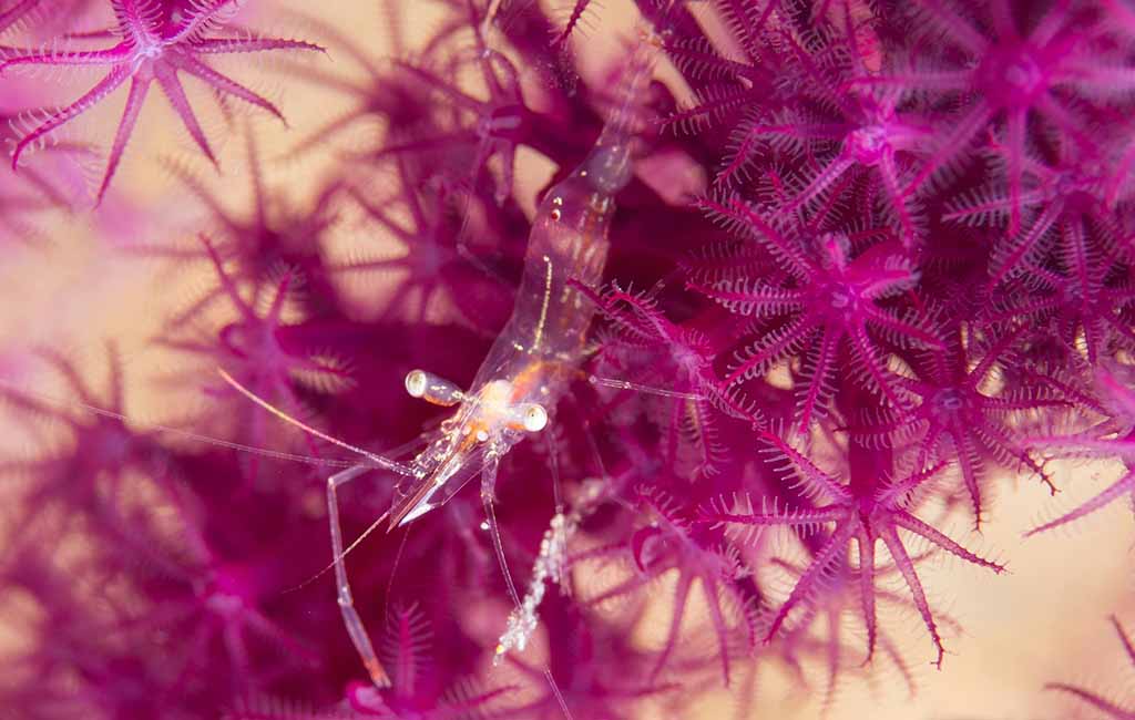 Tank Mates for Yellow Golden Back Shrimp