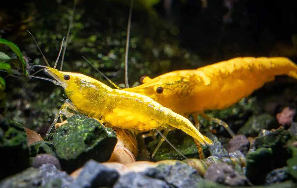 yellow shrimp