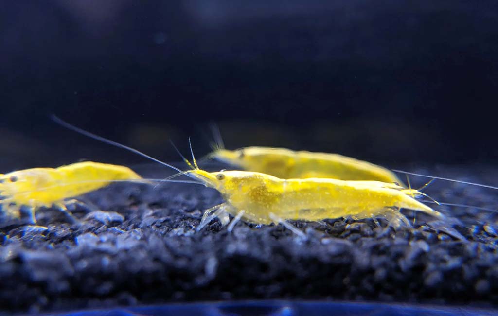yellow golden back shrimp