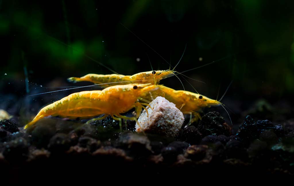 Yellow Golden Back Shrimp Care