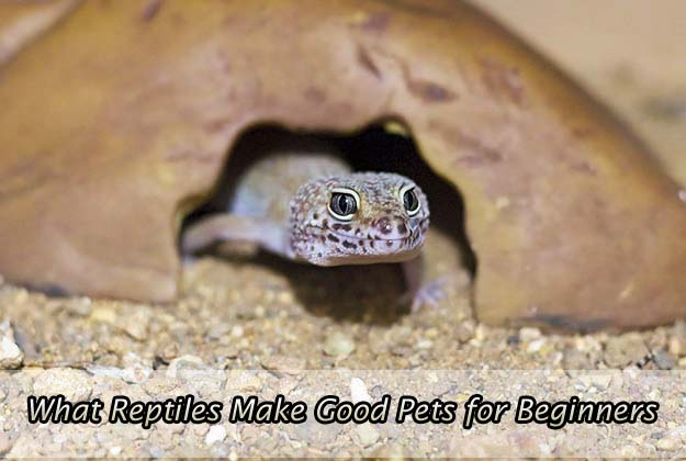 What Reptiles Make Good Pets for Beginners