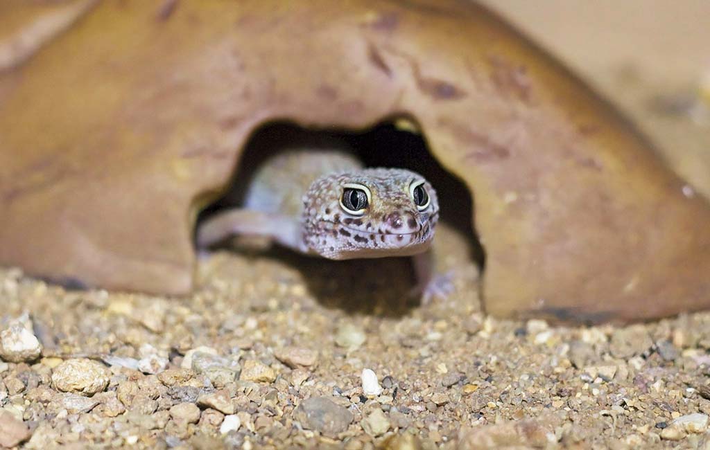 reptiles pets for beginners