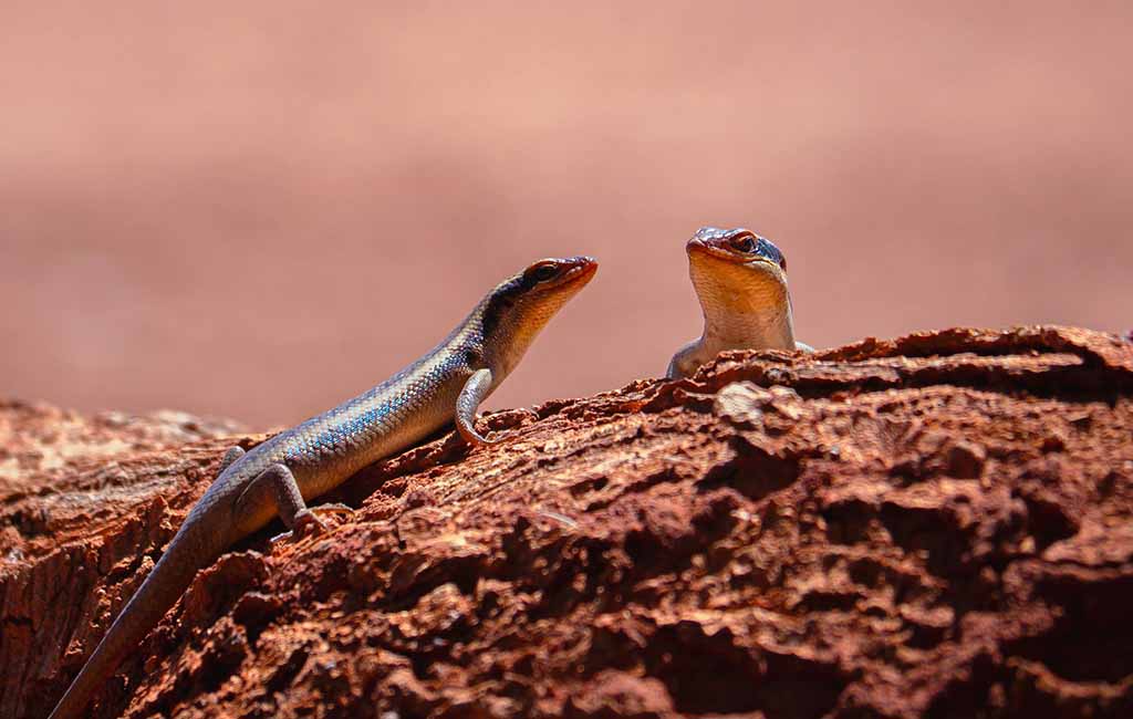 reptiles good pets