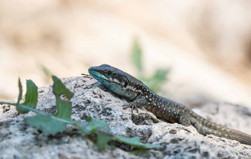 Reptiles Good Pets for Beginners