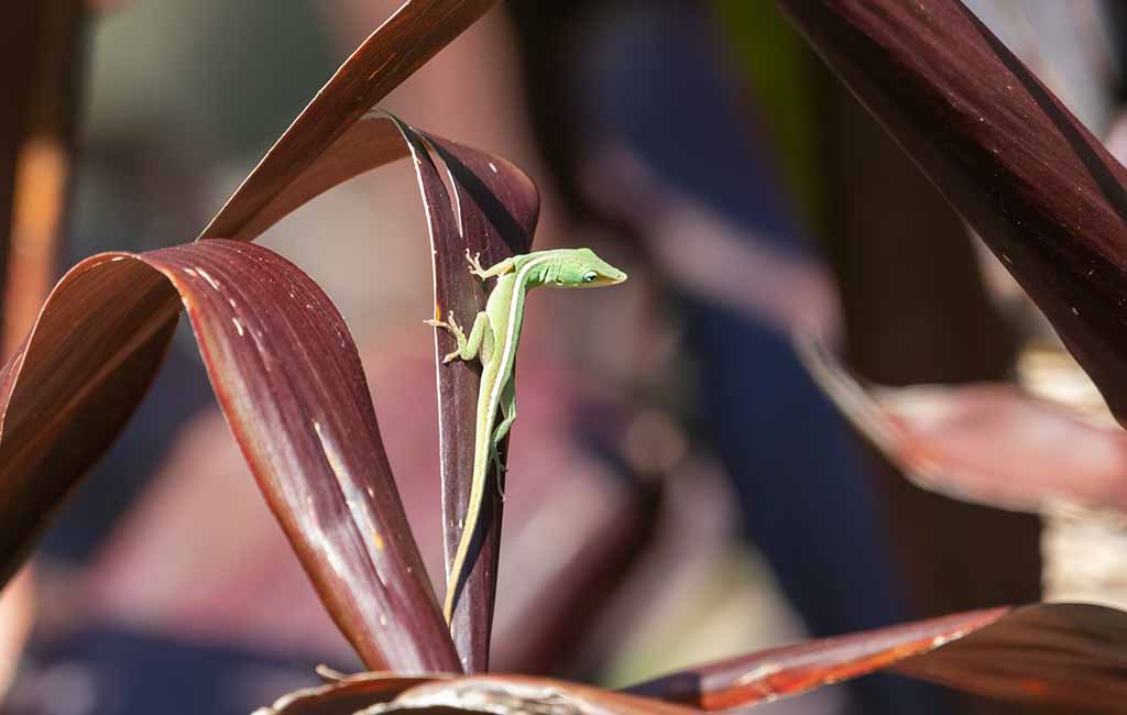 The Most Cuddly Reptile Pets
