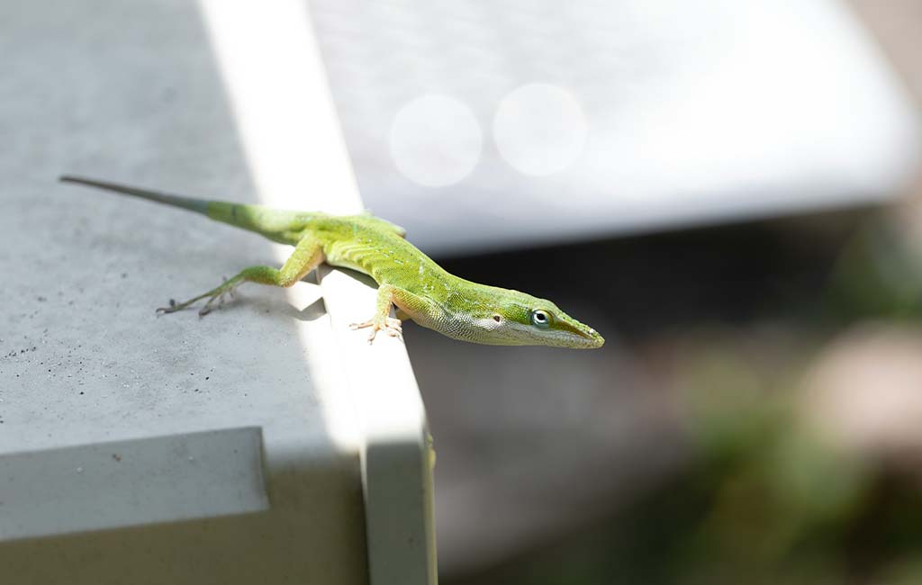 Can Reptiles Feel