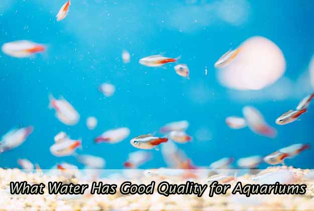 What Water Has Good Quality for Aquariums