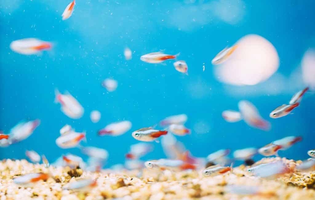 good quality aquarium water