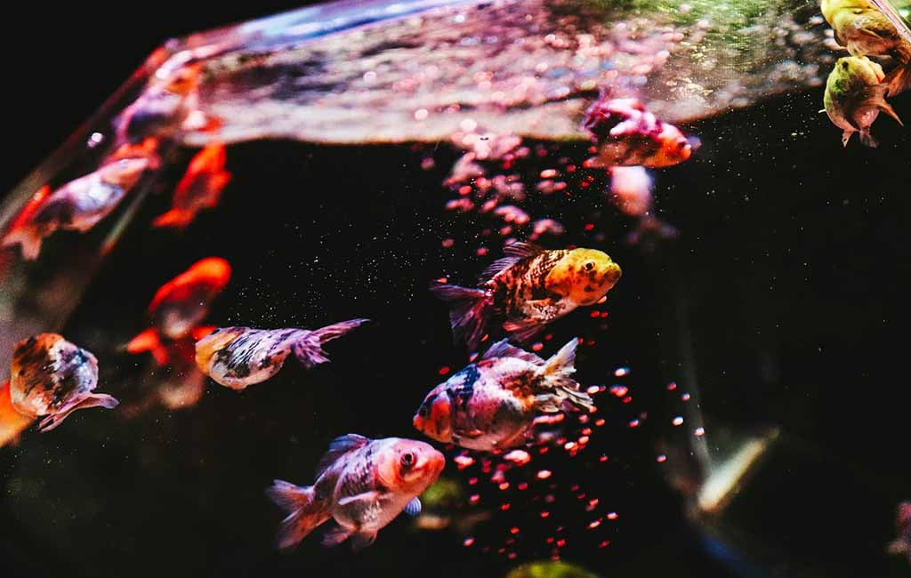TDS and PH in Fish Tank Water