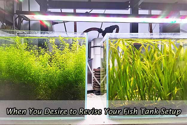 When You Desire to Revise Your Fish Tank Setup