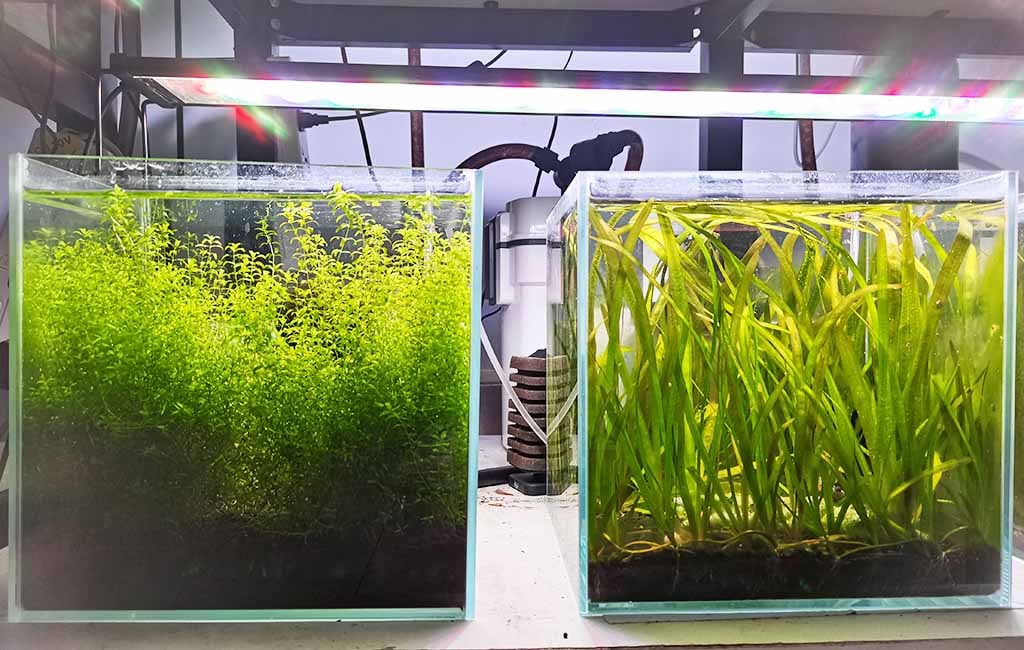 fish tank reconstruction
