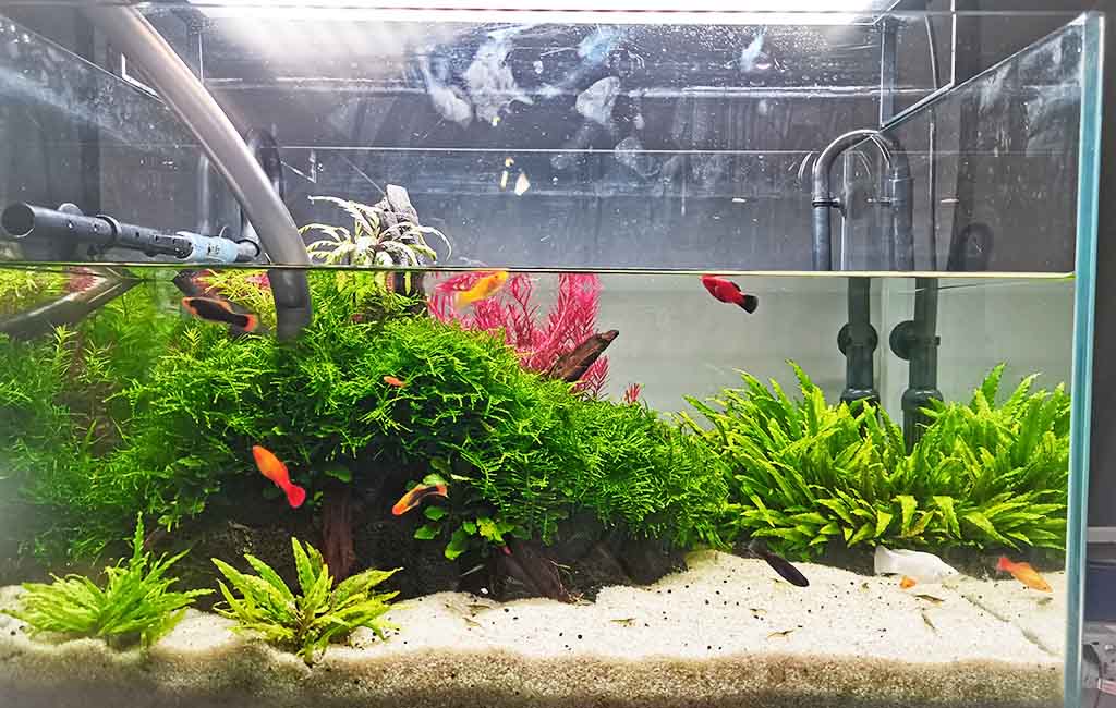 Redo a Fish Tank with Existing Fish