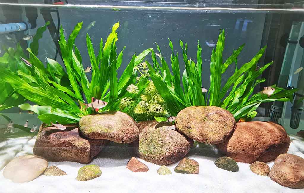 When the Fish Tank Needs a Redo