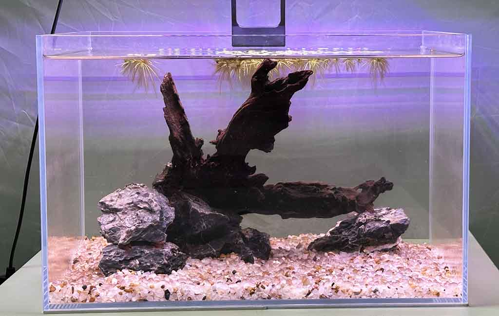 revise fish tank