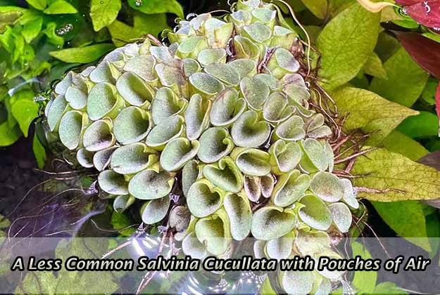 A Less Common Salvinia Cucullata with Pouches of Air